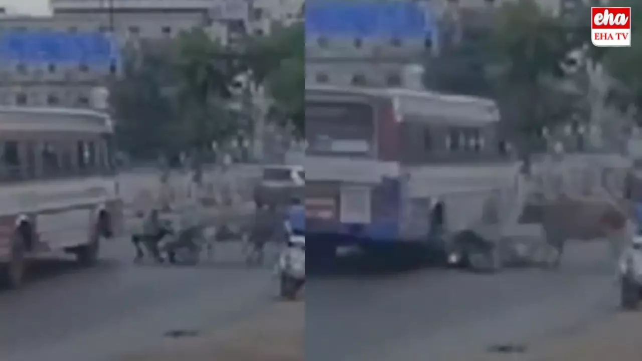 Tamil Nadu : మనిషి ప్రాణం తీసిన ఆవుల కొట్లాట! Tamil Nadu : మనిషి ప్రాణం తీసిన ఆవుల కొట్లాట!