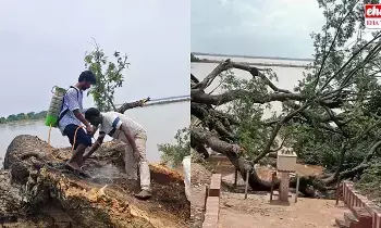 Movie Tree Revive : సినిమా చెట్టు ప్రాణం పోసుకుంటుంది! Movie Tree Revive : సినిమా చెట్టు ప్రాణం పోసుకుంటుంది!