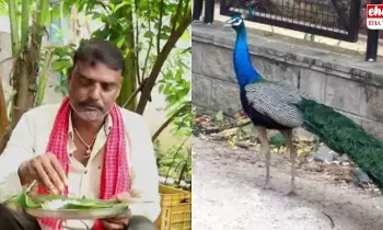Sircilla : నెమలి కూర వండాడు.. కటకటాలు వెనక్కి వెళ్లాడు..! Sircilla : నెమలి కూర వండాడు.. కటకటాలు వెనక్కి వెళ్లాడు..!