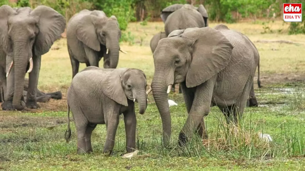 World Elephant Day : నేడు ప్రపంచ ఏనుగుల దినోత్సవం... ప్రత్యేకమేమిటంటే..! World Elephant Day : నేడు ప్రపంచ ఏనుగుల దినోత్సవం... ప్రత్యేకమేమిటంటే..!