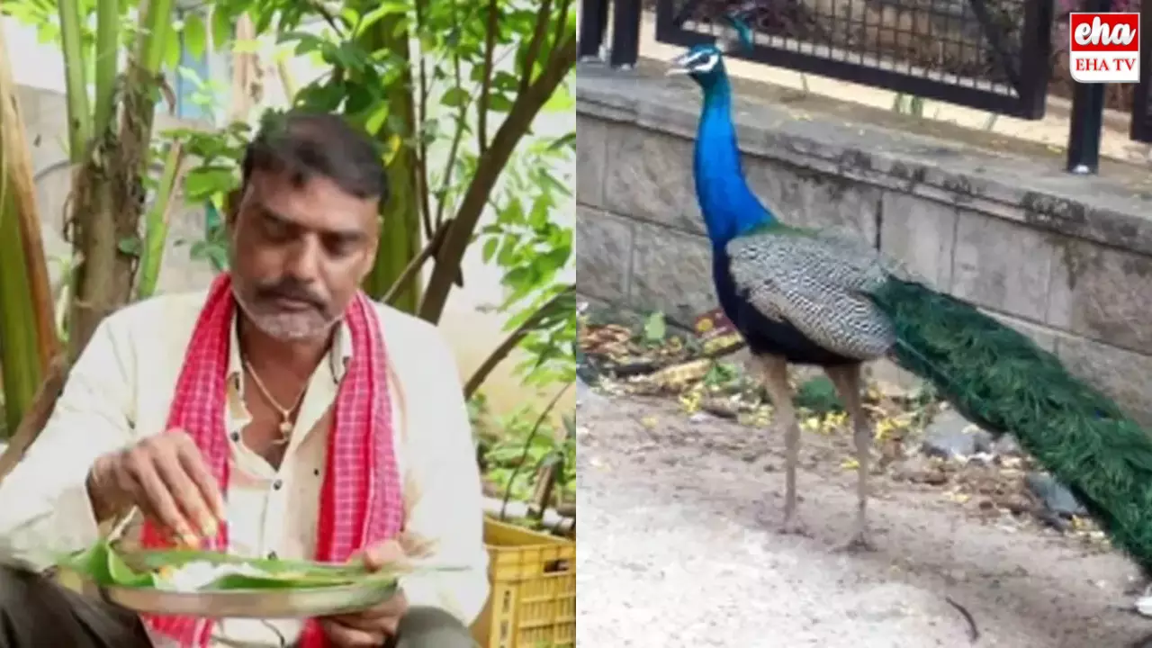 Sircilla : నెమలి కూర వండాడు.. కటకటాలు వెనక్కి వెళ్లాడు..! Sircilla : నెమలి కూర వండాడు.. కటకటాలు వెనక్కి వెళ్లాడు..!