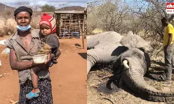 Africa Drought : భయంకరమైన కరువు.. ఆకలి తీర్చుకోవడానికి ఏనుగుల హతం! Africa Drought : భయంకరమైన కరువు.. ఆకలి తీర్చుకోవడానికి ఏనుగుల హతం!