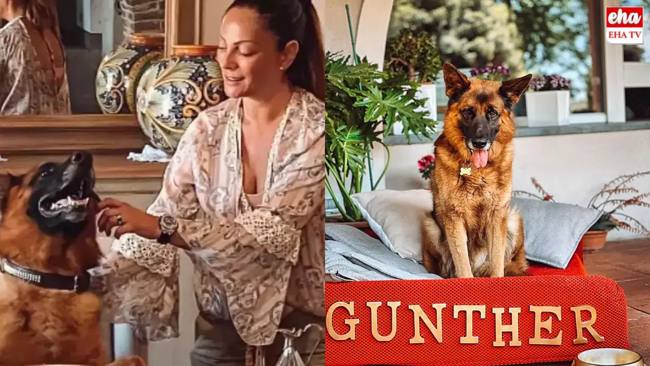 Gunther VI : కుక్క మనకంటే చాలా బెటర్.. ప్రపంచంలోనే సంపన్నమైన కుక్క Gunther VI : కుక్క మనకంటే చాలా బెటర్.. ప్రపంచంలోనే సంపన్నమైన కుక్క