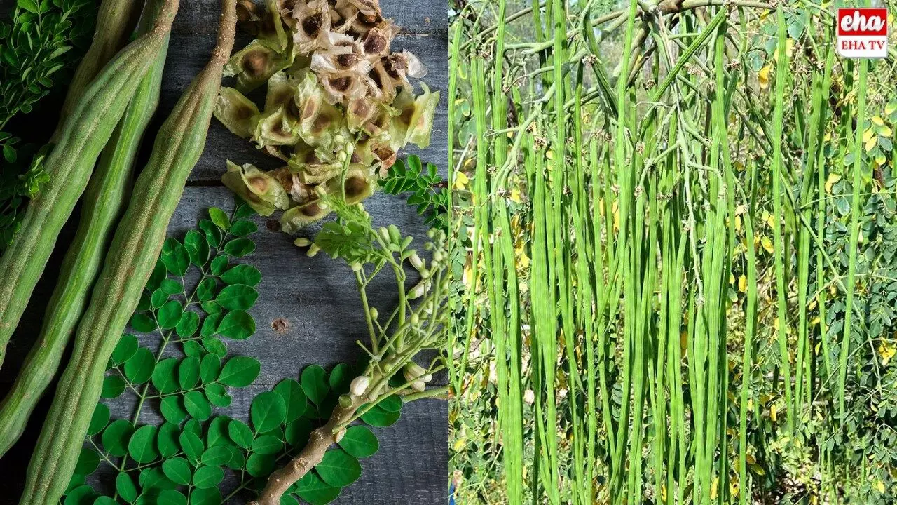 Moringa Tree Benefits : మునగ ప్రయోజనాలు తెలిస్తే షాకవుతారు Moringa Tree Benefits : మునగ ప్రయోజనాలు తెలిస్తే షాకవుతారు