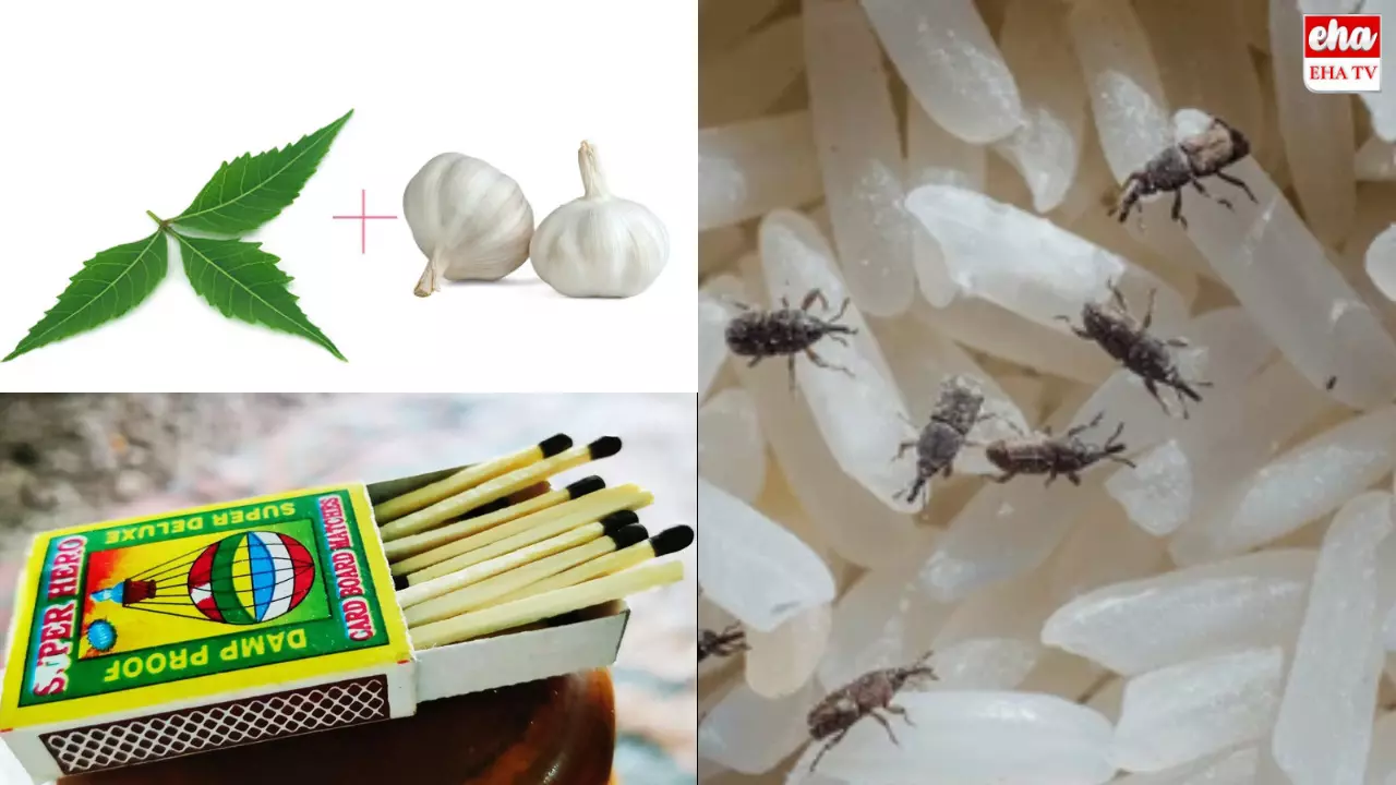 Food Tips : బియ్యం, పప్పుల్లో ఇవి ఉంచితే పురుగుపట్టవు..! Food Tips : బియ్యం, పప్పుల్లో ఇవి ఉంచితే పురుగుపట్టవు..!