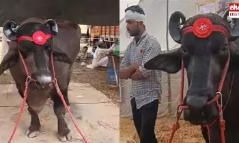 23 Crores Buffalo : ఆ దున్నపోతు ధర 23 కోట్ల రూపాయలు.. నెల సంపాదన 5 లక్షలు 23 Crores Buffalo : ఆ దున్నపోతు ధర 23 కోట్ల రూపాయలు.. నెల సంపాదన 5 లక్షలు