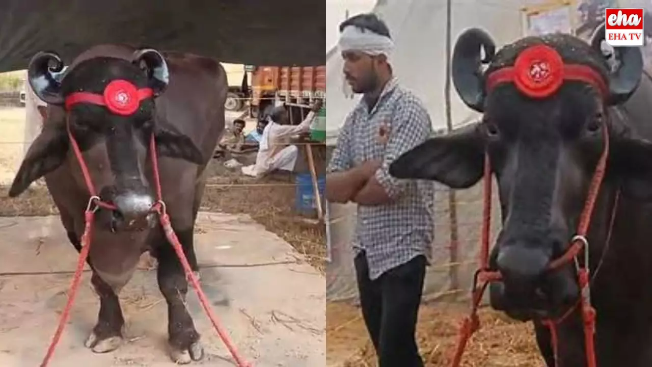 23 Crores Buffalo : ఆ దున్నపోతు ధర 23 కోట్ల రూపాయలు.. నెల సంపాదన 5 లక్షలు 23 Crores Buffalo : ఆ దున్నపోతు ధర 23 కోట్ల రూపాయలు.. నెల సంపాదన 5 లక్షలు
