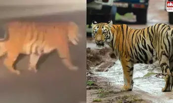 Johnny Tiger : లవర్ కోసం 300 కి.మీ.నడిచిన పులిరాజా Johnny Tiger : లవర్ కోసం 300 కి.మీ.నడిచిన పులిరాజా