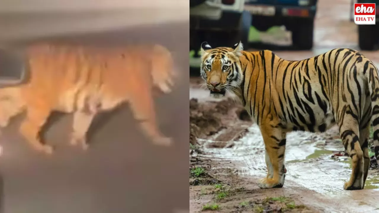 Johnny Tiger : లవర్ కోసం 300 కి.మీ.నడిచిన పులిరాజా Johnny Tiger : లవర్ కోసం 300 కి.మీ.నడిచిన పులిరాజా