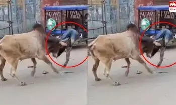 Ox Attack Viral Video : ఎద్దుకు తిక్కరేగింది.. రోడ్డుపై బీభత్సం సృష్టించింది! 15 మందిని గాయపర్చింది! Ox Attack Viral Video : ఎద్దుకు తిక్కరేగింది.. రోడ్డుపై బీభత్సం సృష్టించింది! 15 మందిని గాయపర్చింది!