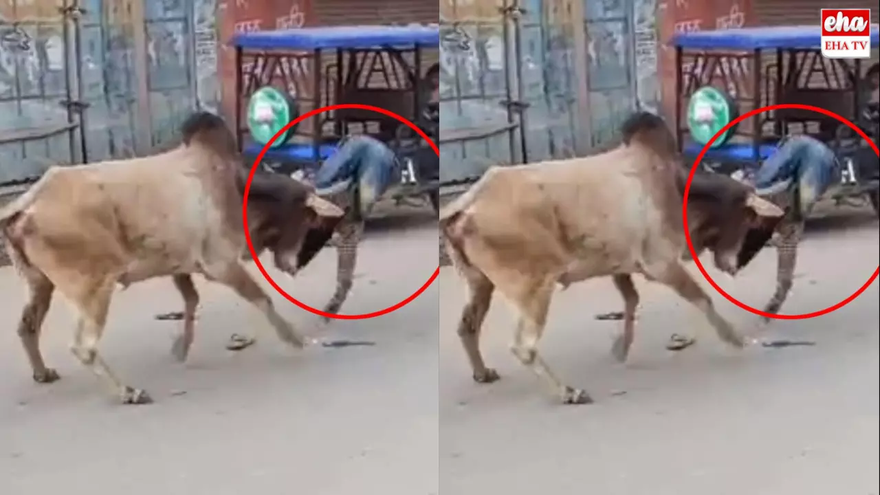 Ox Attack Viral Video : ఎద్దుకు తిక్కరేగింది.. రోడ్డుపై బీభత్సం సృష్టించింది! 15 మందిని గాయపర్చింది! Ox Attack Viral Video : ఎద్దుకు తిక్కరేగింది.. రోడ్డుపై బీభత్సం సృష్టించింది! 15 మందిని గాయపర్చింది!