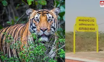Tiger Terror in Asifabad:ఆసిఫాబాద్ జిల్లాను గడగడలాడిస్తున్న పులి! Tiger Terror in Asifabad:ఆసిఫాబాద్ జిల్లాను గడగడలాడిస్తున్న పులి!
