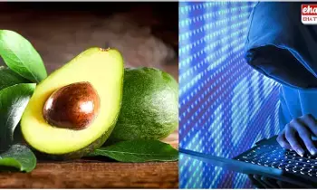 Avocado Purchase Scam : అవకాడోలు డెలివరీ చేస్తామని రూ.2.60 లక్షలు కాజేసిన సైబర్ నేరగాళ్లు Avocado Purchase Scam : అవకాడోలు డెలివరీ చేస్తామని రూ.2.60 లక్షలు కాజేసిన సైబర్ నేరగాళ్లు