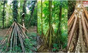Walking Palm Trees : అమెజాన్ అడవుల్లో నడిచే చెట్లు..! Walking Palm Trees : అమెజాన్ అడవుల్లో నడిచే చెట్లు..!