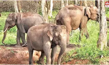 Kumki Elephants : ఏపీ రాష్ట్రానికి రానున్న 6 కుంకీ ఏనుగులు Kumki Elephants : ఏపీ రాష్ట్రానికి రానున్న 6 కుంకీ ఏనుగులు