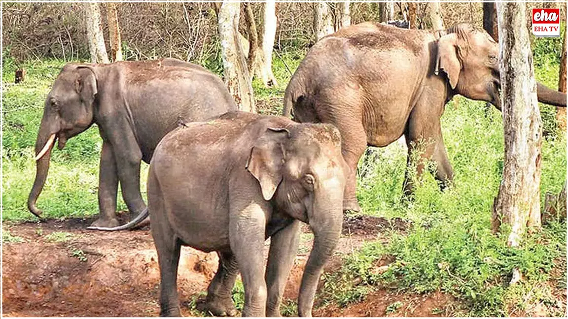 Kumki Elephants : ఏపీ రాష్ట్రానికి రానున్న 6 కుంకీ ఏనుగులు Kumki Elephants : ఏపీ రాష్ట్రానికి రానున్న 6 కుంకీ ఏనుగులు