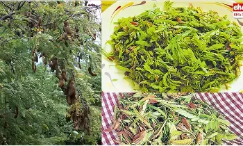 Health Benefits of Tamarind Leaves : చింత ఆకుల వల్ల చాలా ఆరోగ్య ప్రయోజనాలు..! Health Benefits of Tamarind Leaves : చింత ఆకుల వల్ల చాలా ఆరోగ్య ప్రయోజనాలు..!