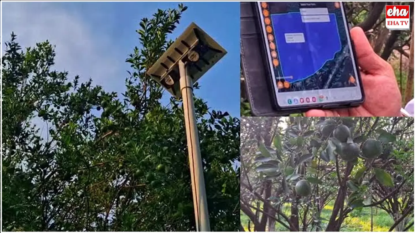 Orange Farming : దేశంలోనే తొలిసారి ఏఐతో యువరైతు నారింజ సాగు..! Orange Farming : దేశంలోనే తొలిసారి ఏఐతో యువరైతు నారింజ సాగు..!