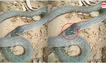 Snake : ఇదెక్కడి పామురా నాయనా .. తనను తానే తినేస్తుంది..! Snake : ఇదెక్కడి పామురా నాయనా .. తనను తానే తినేస్తుంది..!