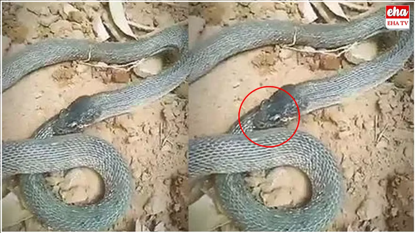 Snake : ఇదెక్కడి పామురా నాయనా .. తనను తానే తినేస్తుంది..! Snake : ఇదెక్కడి పామురా నాయనా .. తనను తానే తినేస్తుంది..!