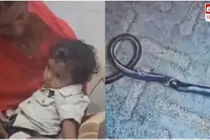 Bites Cobra to Death : నాగుపామును కొరికి చంపిన ఏడాది బాలుడు..! Bites Cobra to Death : నాగుపామును కొరికి చంపిన ఏడాది బాలుడు..!