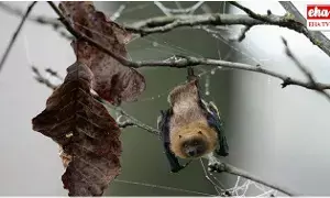 Bat Meat : ఫాస్ట్ ఫుడ్ ప్రియులూ బీ అలెర్ట్.. గబ్బిలాల మాంసంతో చిల్లీ చికెన్..! Bat Meat : ఫాస్ట్ ఫుడ్ ప్రియులూ బీ అలెర్ట్.. గబ్బిలాల మాంసంతో చిల్లీ చికెన్..!
