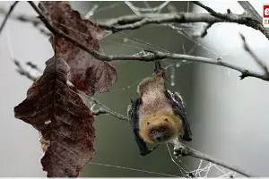 Bat Meat : ఫాస్ట్ ఫుడ్ ప్రియులూ బీ అలెర్ట్.. గబ్బిలాల మాంసంతో చిల్లీ చికెన్..! Bat Meat : ఫాస్ట్ ఫుడ్ ప్రియులూ బీ అలెర్ట్.. గబ్బిలాల మాంసంతో చిల్లీ చికెన్..!