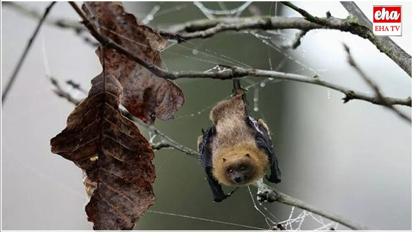 Bat Meat : ఫాస్ట్ ఫుడ్ ప్రియులూ బీ అలెర్ట్.. గబ్బిలాల మాంసంతో చిల్లీ చికెన్..! Bat Meat : ఫాస్ట్ ఫుడ్ ప్రియులూ బీ అలెర్ట్.. గబ్బిలాల మాంసంతో చిల్లీ చికెన్..!