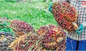 Telangana Oil Palm Farmers : ఆయిల్ పామ్ సాగు.. కష్టాల్లో రైతులు.! Telangana Oil Palm Farmers : ఆయిల్ పామ్ సాగు.. కష్టాల్లో రైతులు.!