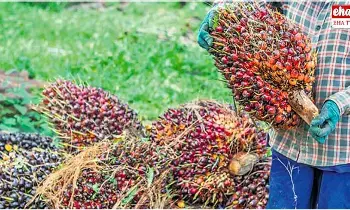 Telangana Oil Palm Farmers : ఆయిల్ పామ్ సాగు.. కష్టాల్లో రైతులు.! Telangana Oil Palm Farmers : ఆయిల్ పామ్ సాగు.. కష్టాల్లో రైతులు.!