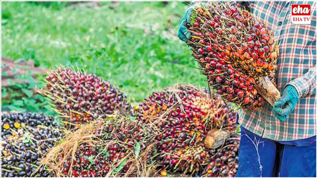 Telangana Oil Palm Farmers : ఆయిల్ పామ్ సాగు.. కష్టాల్లో రైతులు.! Telangana Oil Palm Farmers : ఆయిల్ పామ్ సాగు.. కష్టాల్లో రైతులు.!