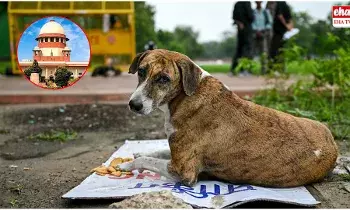 Supreme Court  : వీధి కుక్కలపై సుప్రీంకోర్టు కీలక ఆదేశాలు..!