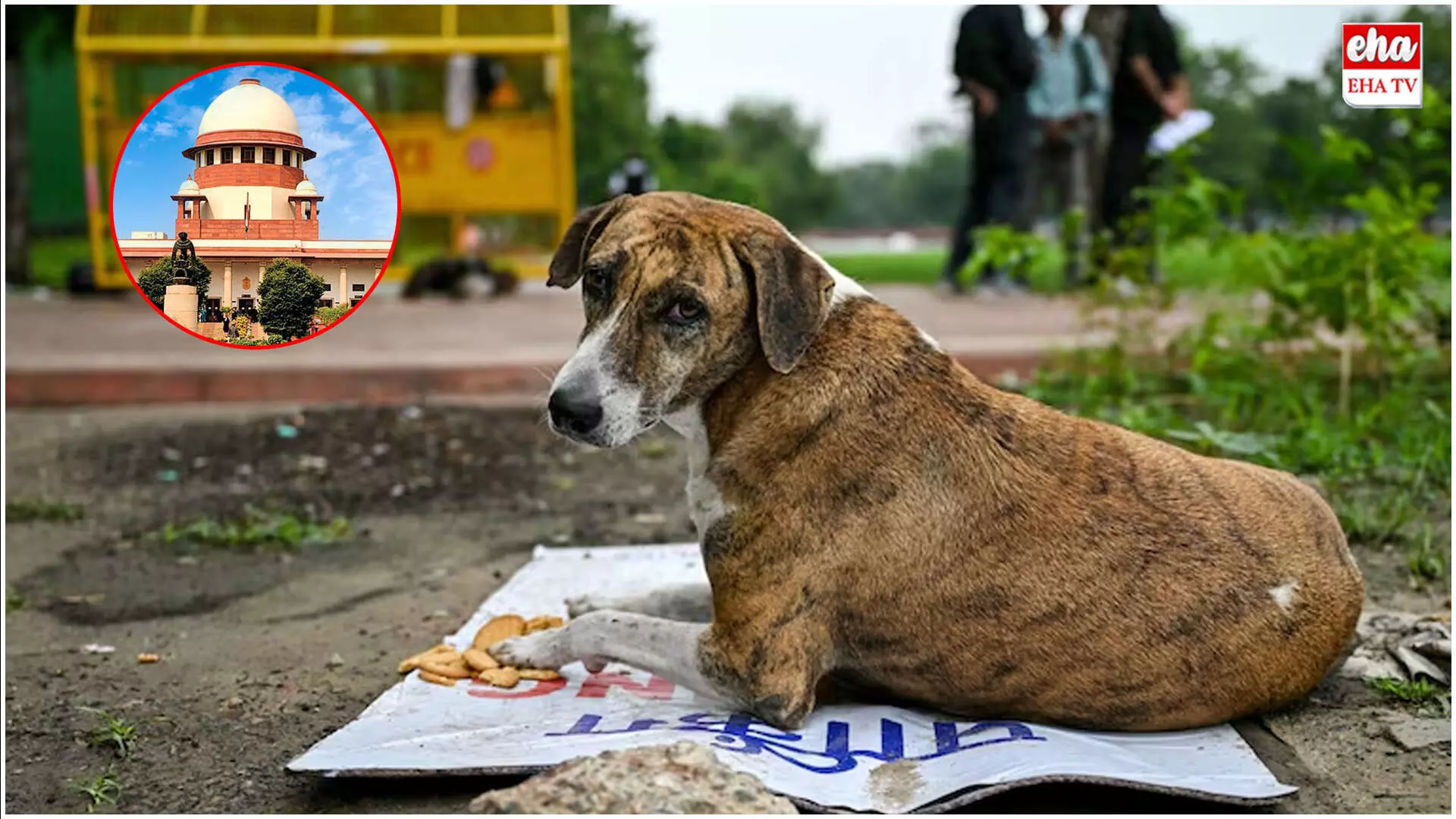 Supreme Court : వీధి కుక్కలపై సుప్రీంకోర్టు కీలక ఆదేశాలు..! Supreme Court : వీధి కుక్కలపై సుప్రీంకోర్టు కీలక ఆదేశాలు..!