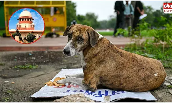Supreme Court : వీధి కుక్కలపై సుప్రీంకోర్టు కీలక ఆదేశాలు..! Supreme Court : వీధి కుక్కలపై సుప్రీంకోర్టు కీలక ఆదేశాలు..!