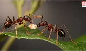 Ants Sacrifice Themselves : చీమలు.. తోటి చీమల కోసం అవసరమైతే ప్రాణత్యాగానికైనా సిద్ధమట..! Ants Sacrifice Themselves : చీమలు.. తోటి చీమల కోసం అవసరమైతే ప్రాణత్యాగానికైనా సిద్ధమట..!