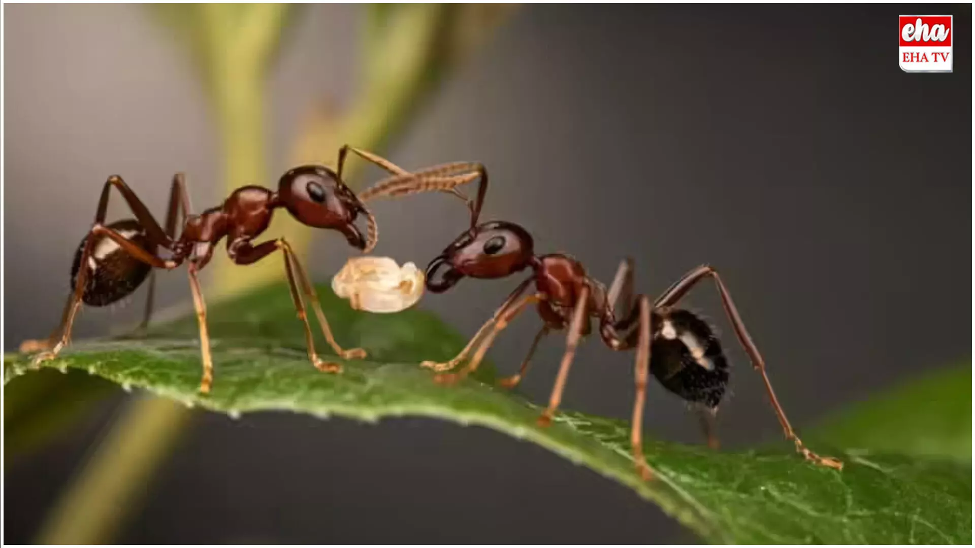 Ants Sacrifice Themselves : చీమలు.. తోటి చీమల కోసం అవసరమైతే ప్రాణత్యాగానికైనా సిద్ధమట..! Ants Sacrifice Themselves : చీమలు.. తోటి చీమల కోసం అవసరమైతే ప్రాణత్యాగానికైనా సిద్ధమట..!