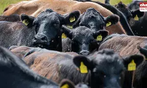 Buying a Cow? : గేదెను కొంటున్నారా.. అయితే ఈ జాగ్రత్తలు పాటించండి..! Buying a Cow? : గేదెను కొంటున్నారా.. అయితే ఈ జాగ్రత్తలు పాటించండి..!