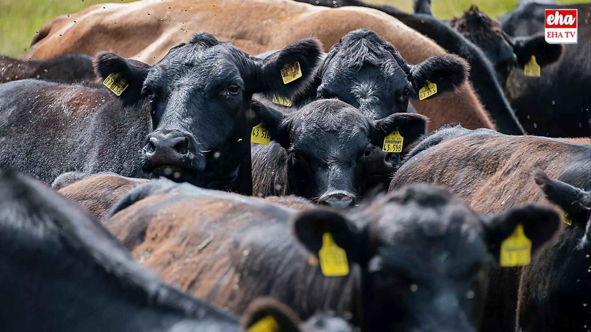 Buying a Cow? : గేదెను కొంటున్నారా.. అయితే ఈ జాగ్రత్తలు పాటించండి..! Buying a Cow? : గేదెను కొంటున్నారా.. అయితే ఈ జాగ్రత్తలు పాటించండి..!