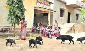 KTR Tweet : అంగన్వాడీలో 12 మంది పిల్లలు.. 5 పందులు!