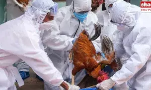 Bird Flu : కేరళలో బర్డ్ ఫ్లూ కలకలం..మాస్కులు తప్పనిసరి! Bird Flu : కేరళలో బర్డ్ ఫ్లూ కలకలం..మాస్కులు తప్పనిసరి!