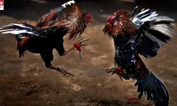 Rs. 1.5 crore in a cockfight: వామ్మో.. ఏకంగా కోటిన్నర తెచ్చేసిన కోడి..!