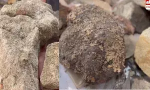 Rare anti-cancer lichens: ఒడిశాలో అరుదైన క్యాన్సర్‌ నిరోధక లైకెన్లు.. దేశంలో తొలిసారిగా గుర్తింపు..!