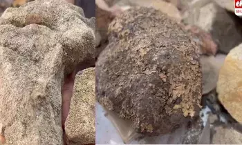 Rare anti-cancer lichens: ఒడిశాలో అరుదైన క్యాన్సర్‌ నిరోధక లైకెన్లు.. దేశంలో తొలిసారిగా గుర్తింపు..!