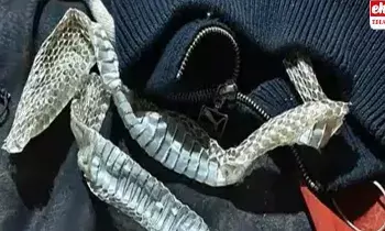 Lover-Snake: లవర్‌తో లేచిపోయేందుకు పాములా అవతారమెత్తిన యువతి..! పోలీసులకు దిమ్మతిరిగే షాక్..!