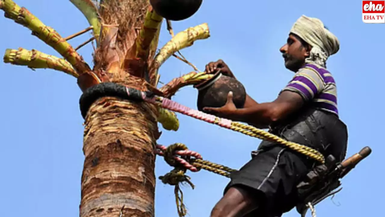 Toddy: పొత్తాడు (పోతు తాడు)- పర్పుతాడు (పరుపు తాడు).. ఏ కల్లు మంచిది..! Toddy: పొత్తాడు (పోతు తాడు)- పర్పుతాడు (పరుపు తాడు).. ఏ కల్లు మంచిది..!